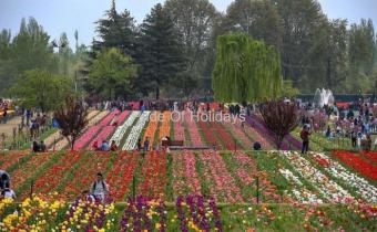 Tulip Garden Tour Package Srinagar