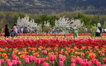 Tulip Garden Tour Package Srinagar